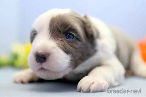 成約済の埼玉県のボーダーコリー-238680の1枚目