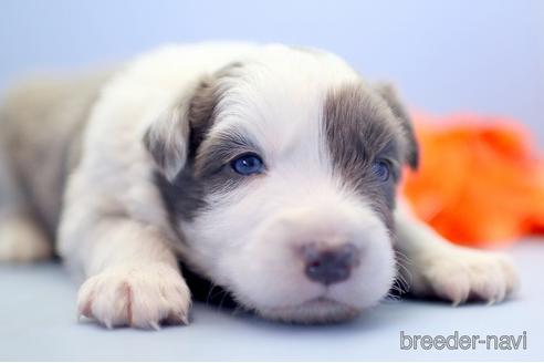 成約済の埼玉県のボーダーコリー-238680の5枚目