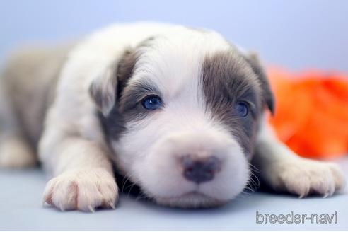 成約済の埼玉県のボーダーコリー-238680の4枚目