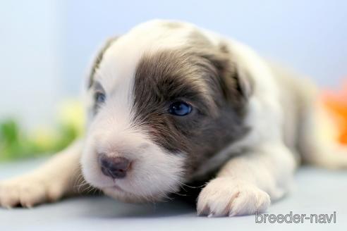 成約済の埼玉県のボーダーコリー-238680の3枚目