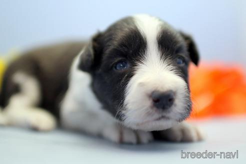 成約済の埼玉県のボーダーコリー-238681の1枚目