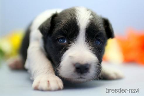 成約済の埼玉県のボーダーコリー-238681の5枚目