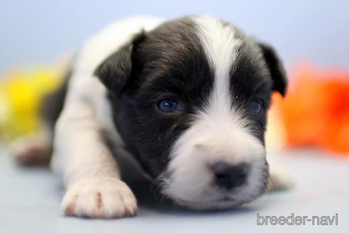 成約済の埼玉県のボーダーコリー-238681の4枚目