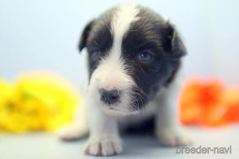 成約済の埼玉県のボーダーコリー-238681の3枚目