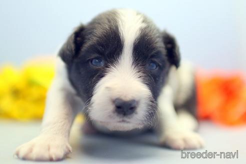 成約済の埼玉県のボーダーコリー-238681の2枚目