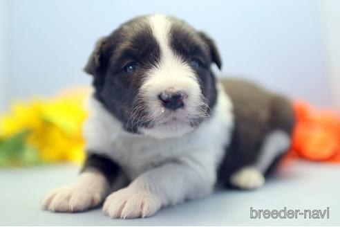 成約済の埼玉県のボーダーコリー-238682の1枚目