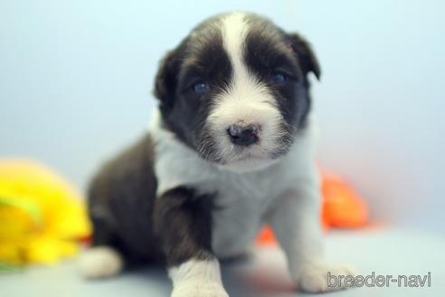 成約済の埼玉県のボーダーコリー-238682の5枚目