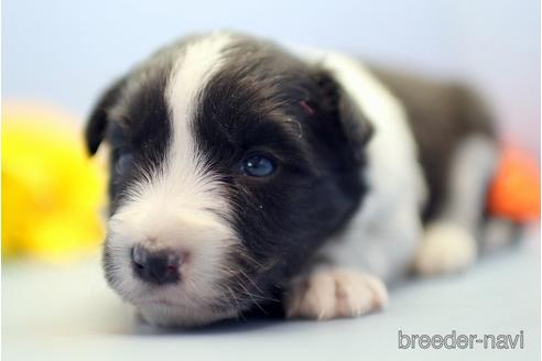 成約済の埼玉県のボーダーコリー-238682の4枚目