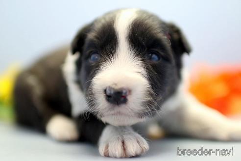 成約済の埼玉県のボーダーコリー-238682の3枚目