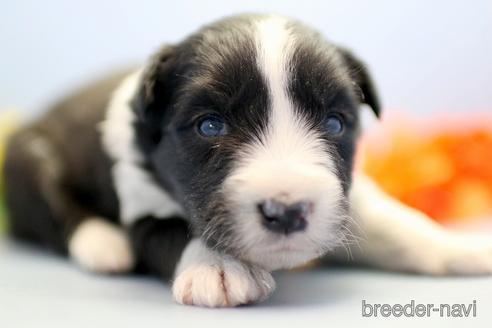 成約済の埼玉県のボーダーコリー-238682の2枚目