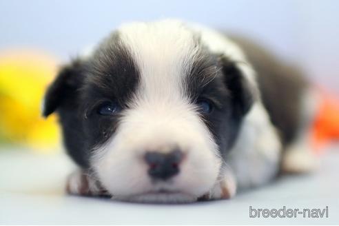 成約済の埼玉県のボーダーコリー-238683の1枚目