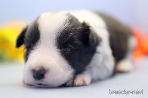 成約済の埼玉県のボーダーコリー-238683の5枚目