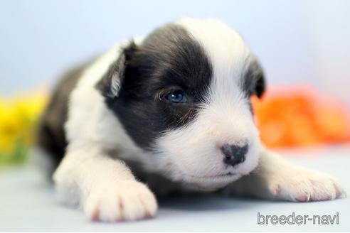 成約済の埼玉県のボーダーコリー-238683の4枚目