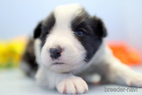 成約済の埼玉県のボーダーコリー-238683の3枚目