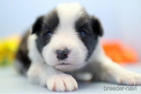 成約済の埼玉県のボーダーコリー-238683の2枚目