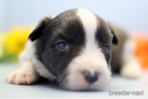 成約済の埼玉県のボーダーコリー-238684の1枚目