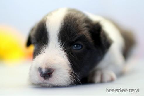 成約済の埼玉県のボーダーコリー-238684の5枚目