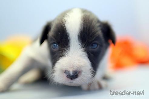 成約済の埼玉県のボーダーコリー-238684の4枚目