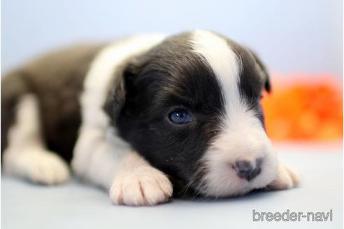 成約済の埼玉県のボーダーコリー-238684の3枚目