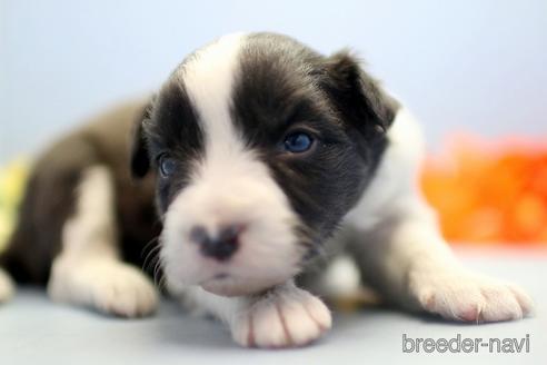 成約済の埼玉県のボーダーコリー-238684の2枚目