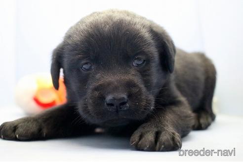 成約済の埼玉県のラブラドールレトリーバー-238686の1枚目