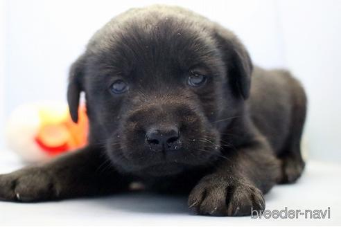 成約済の埼玉県のラブラドールレトリーバー-238686の5枚目