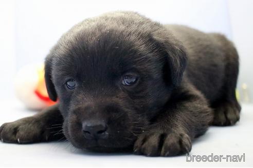 成約済の埼玉県のラブラドールレトリーバー-238686の4枚目