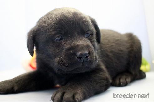 成約済の埼玉県のラブラドールレトリーバー-238686の3枚目