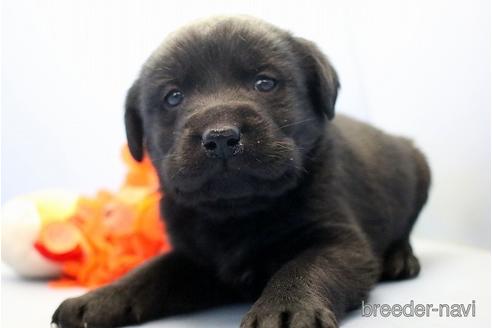 成約済の埼玉県のラブラドールレトリーバー-238686の2枚目