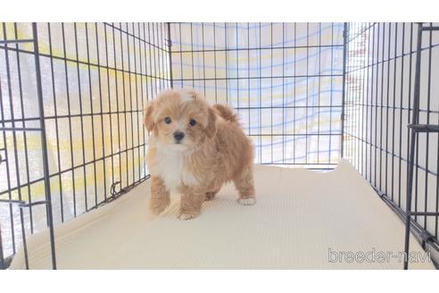 成約済の茨城県のミックス犬-238706の1枚目