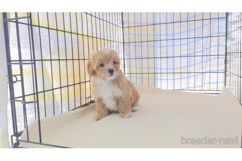 成約済の茨城県のミックス犬-238706の3枚目