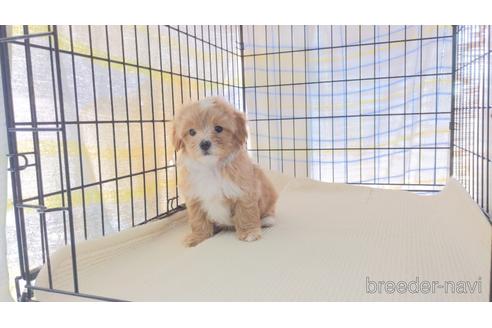 成約済の茨城県のミックス犬-238706の2枚目