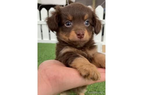 成約済の福岡県のチワックス:チワワ×ミニチュアダックスフンド-235742の2枚目