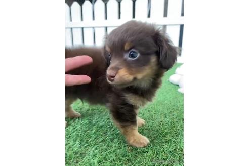 成約済の福岡県のチワックス:チワワ×ミニチュアダックスフンド-235742の4枚目