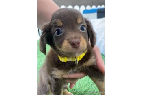 成約済の福岡県のチワックス:チワワ×ミニチュアダックスフンド-235741の3枚目