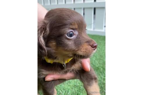 成約済の福岡県のチワックス:チワワ×ミニチュアダックスフンド-235741の5枚目