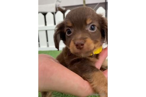 成約済の福岡県のチワックス:チワワ×ミニチュアダックスフンド-235741