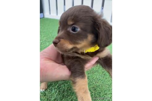 成約済の福岡県のチワックス:チワワ×ミニチュアダックスフンド-235741の2枚目