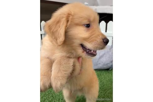 成約済の福岡県のゴールデンレトリーバー-233875の7枚目