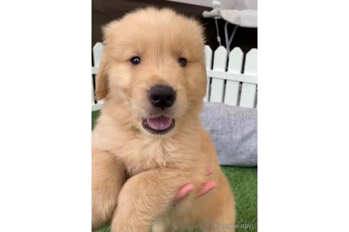 成約済の福岡県のゴールデンレトリーバー-233875