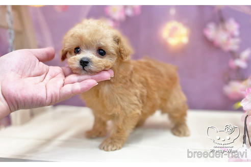 成約済の愛知県のマルプー:マルチーズ×トイプードル-238417の3枚目