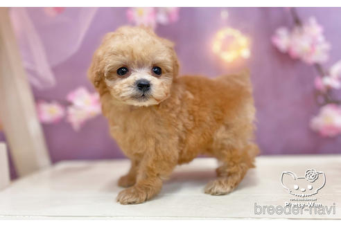 成約済の愛知県のマルプー:マルチーズ×トイプードル-238417の4枚目