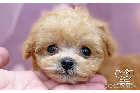 成約済の愛知県のマルプー:マルチーズ×トイプードル-238417の1枚目