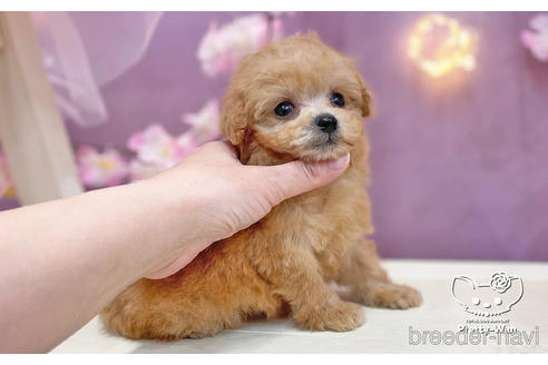 成約済の愛知県のマルプー:マルチーズ×トイプードル-238417の2枚目