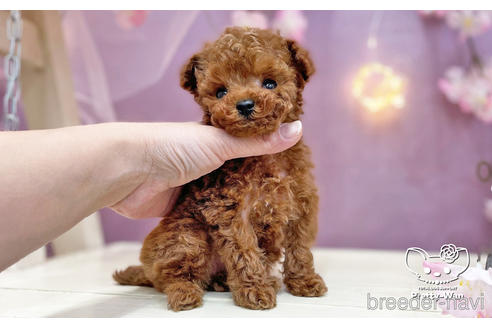 成約済の愛知県のティーカッププードル-238759の5枚目