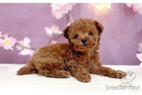 成約済の愛知県のティーカッププードル-238759の4枚目