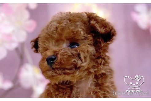 成約済の愛知県のティーカッププードル-238759の3枚目