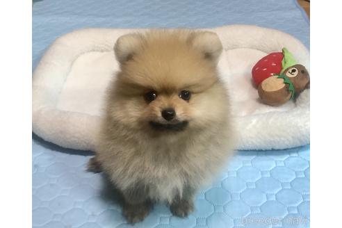 成約済の千葉県のポメラニアン-234449の3枚目
