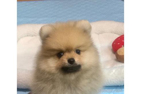 成約済の千葉県のポメラニアン-234449の2枚目