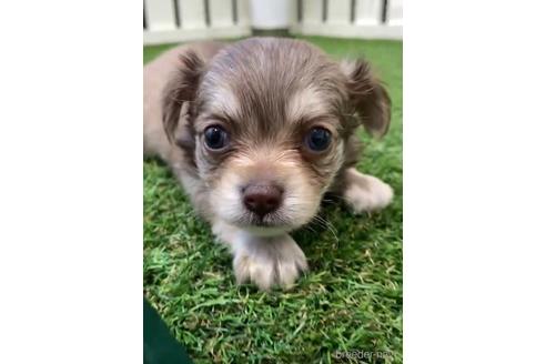 成約済の福岡県のミックス犬-237359の3枚目